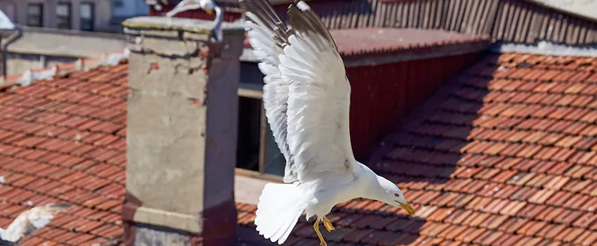 Residential Chimney Animal Removal Solution in Compton